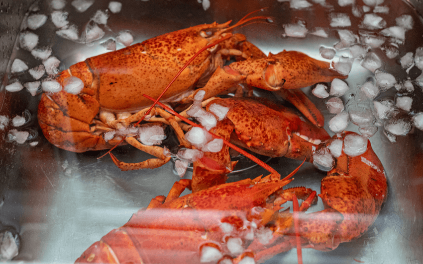 RecipeBlog - Charcoal Grilled Lobster - Icebath