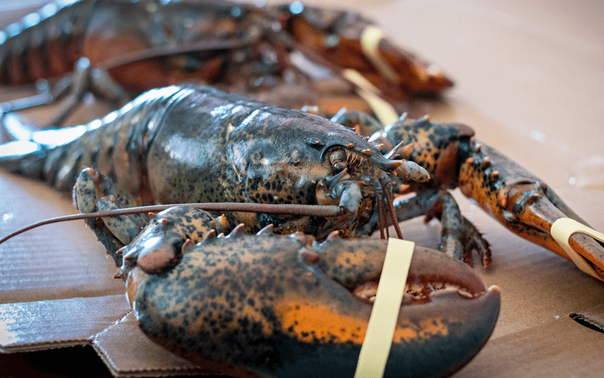 RecipeBlog - Charcoal Grilled Lobster - Live